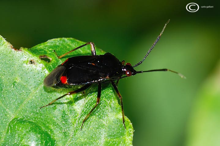 Miridae: Deraecoris ruber f. segusinus